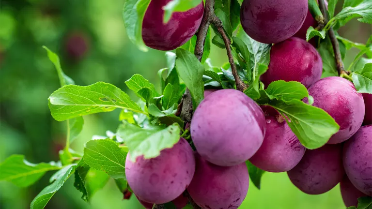 Plum Tree