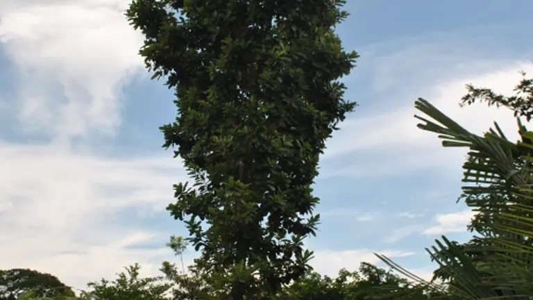 Tall Dungon Tree with dense green foliage against a blue sky