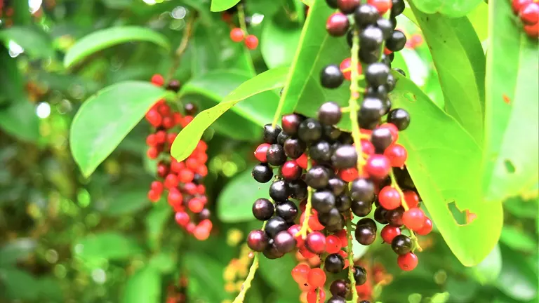 Binayuyu Tree