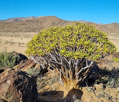 Aloidendron ramosissimum (Maiden’s Quiver Tree) with dense branches in a desert landscape.