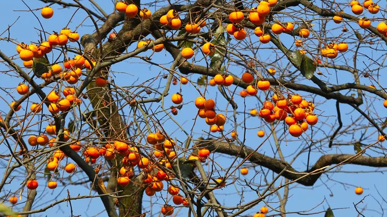 Branches of an American Persimmon Tree with orange fruit hanging from bare limbs against a clear blue sky.