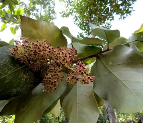 Cluster of small flowers and broad leaves of the Heritiera littoralis tree.