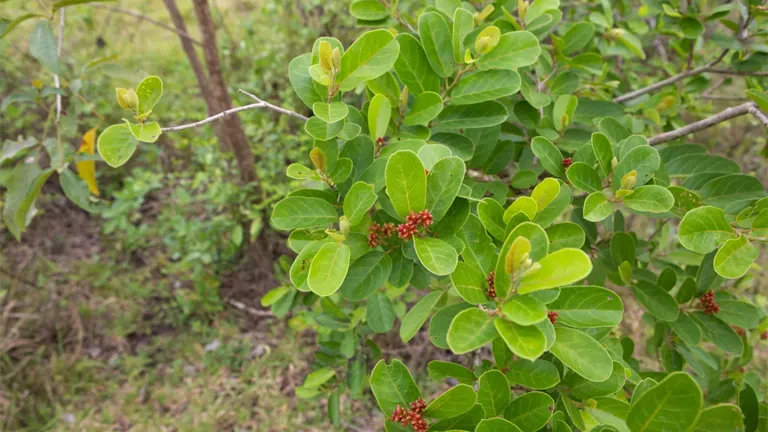 Binayuyu tree with green oval leaves and small red berries.