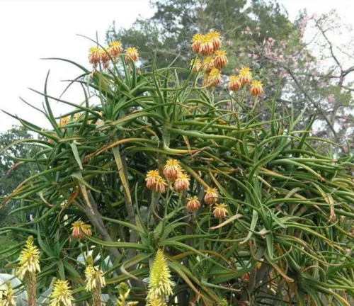 Aloidendron tongaense (Tonga Aloe) with dense green leaves and orange-yellow flowers.