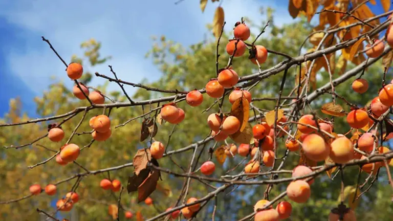 American Persimmon Tree