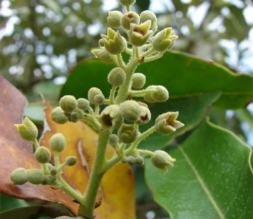 Budding flowers of the Heritiera fomes tree with green leaves