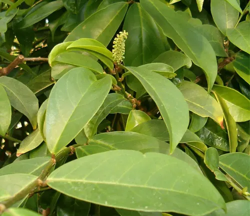 Antidesma bunius with broad green leaves and a small flower spike.