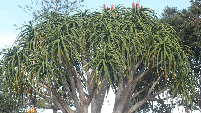 Tree Aloe (Aloidendron barberae) with long, arching leaves and pink flower clusters.