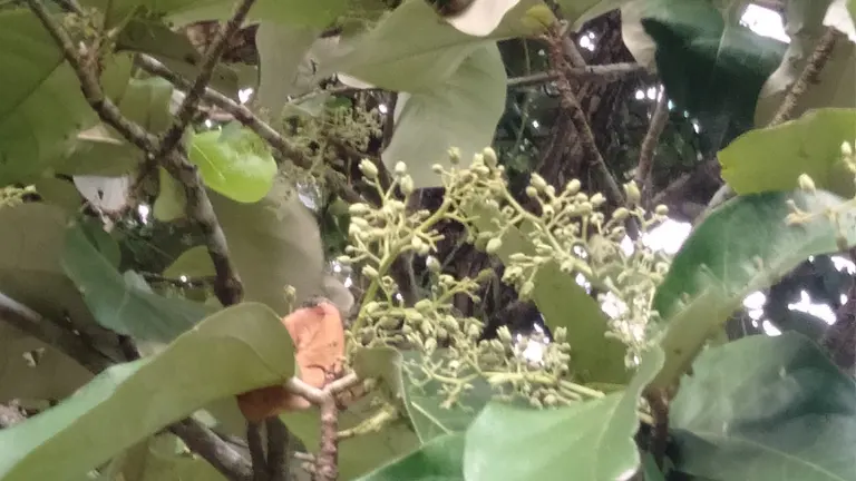 Budding branches and large leaves of the Dungon Tree.