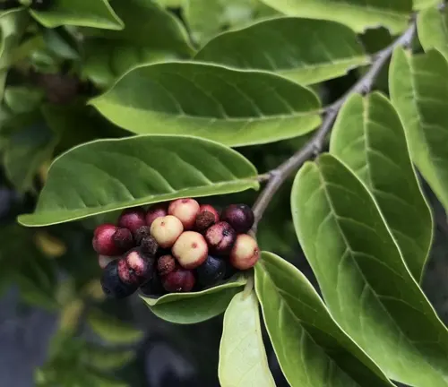 Antidesma montanum with clusters of ripe red and black berries.