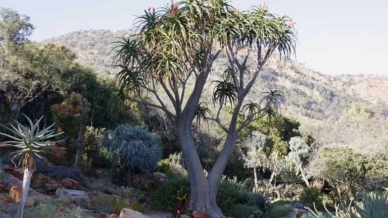 Tree Aloe (Aloidendron barberae) in a mountainous landscape with arching branches and dense leaves.