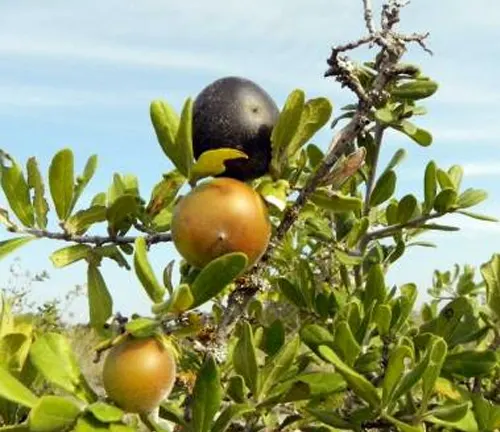 Branch of Diospyros texana (Texas Persimmon) with ripe black and unripe orange fruits among green leaves.