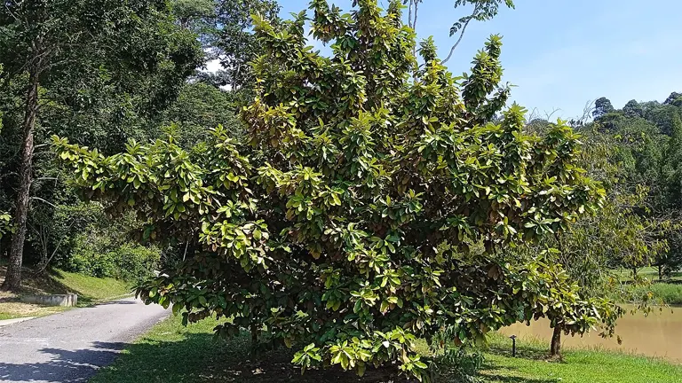 Wide, dense foliage of a mature Dungon Tree in a grassy area by a path.