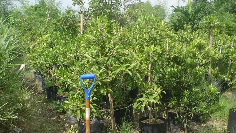 Young Binayuyu trees in planting bags with a shovel in front.