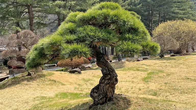 Korean Red Pine Tree with twisted trunk and dense green foliage.