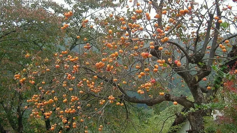 Mature American Persimmon Tree with branches full of ripe orange fruit surrounded by lush greenery.