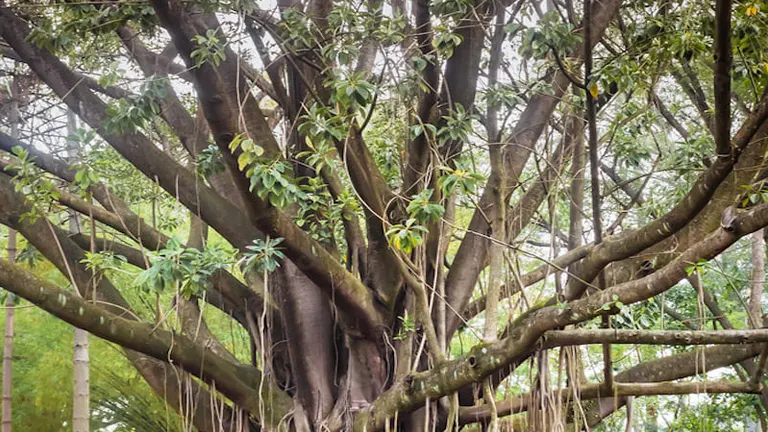 Dense branches and aerial roots of a mature rubber tree in a lush forest setting.