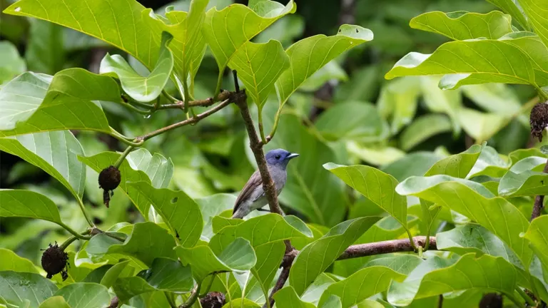 Binayuyu tree with broad leaves and a small bird perched on a branch.