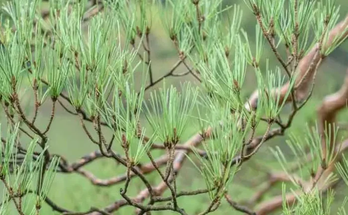 Korean Red Pine Tree