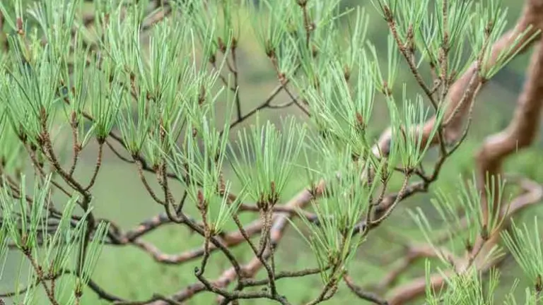 Korean Red Pine Tree