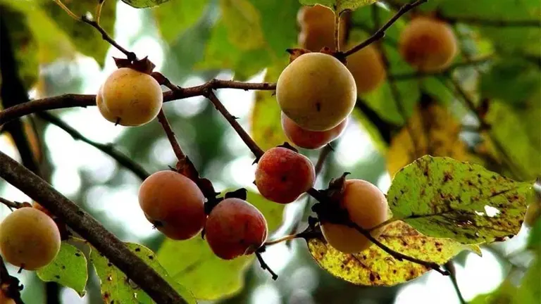 Close-up of ripe and unripe American persimmons on a branch with green and yellow leaves.