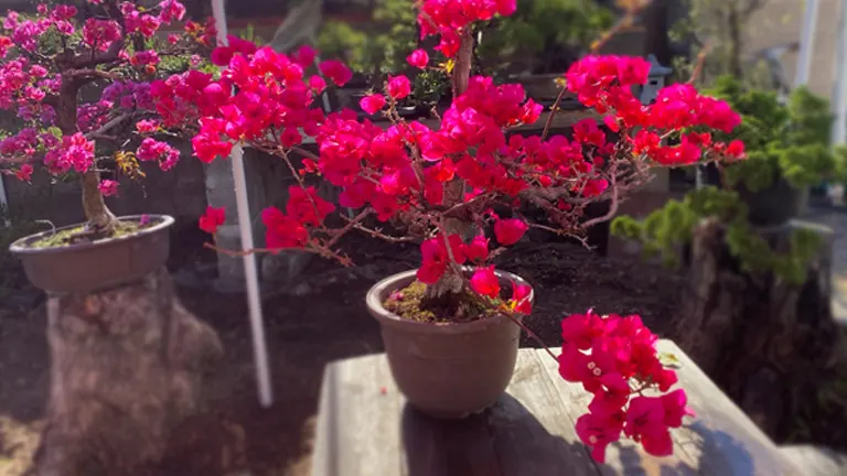 Potted Bougainvillea tree with vibrant red bracts on a sunlit patio.