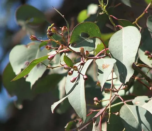 Foliage and small buds of Eucalyptus Polyanthemos (Red Box) with round green leaves.