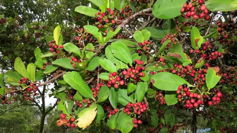 Mata Ayam Tree