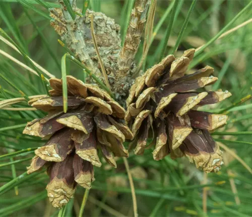 Close-up of Pinus densiflora var. densiflora pine cones.