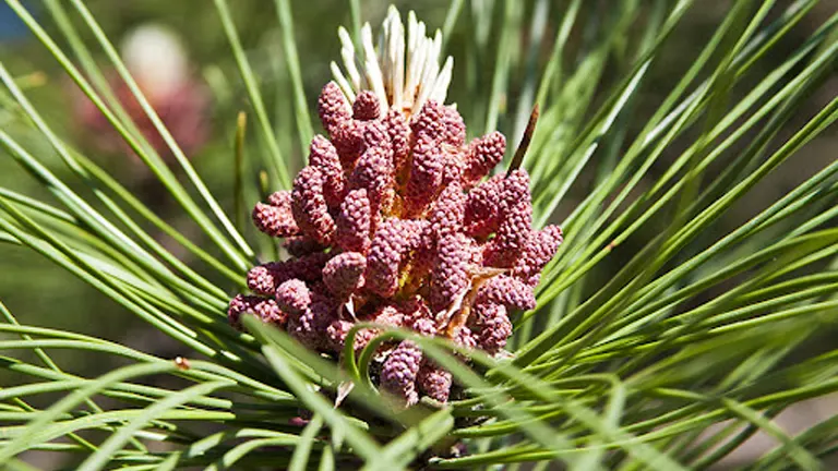 Red Pine Tree