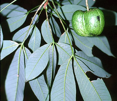 Hevea guianensis leaves with a green seed pod hanging from a branch.