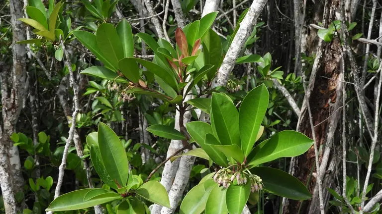 Dense green leaves and small flowers of the Mata Ayam Tree in a forest.