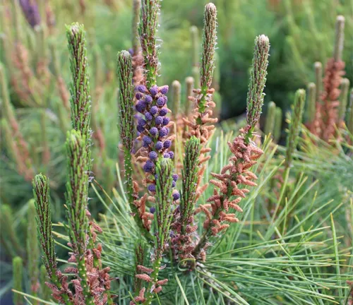 Pinus densiflora var. umbraculifera with purple and brown buds.