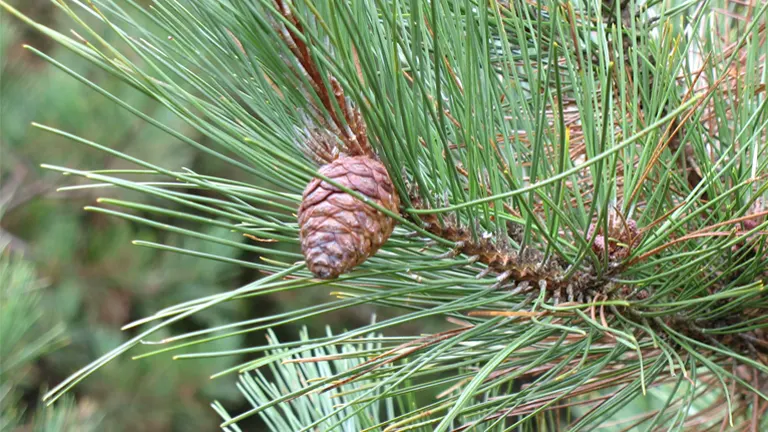 Close-up of Red Pine Tree needles and a small cone.