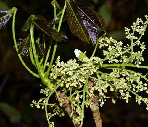 Hevea nitida with dark green leaves and small white flowering clusters.