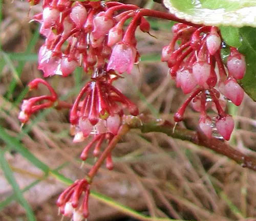 Clusters of pinkish-red berries on an Ardisia Crenata branch.