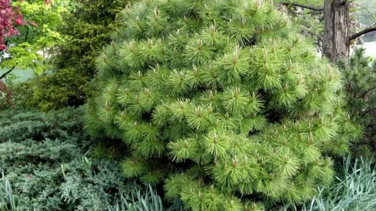 Dense foliage of a Korean Red Pine Tree.