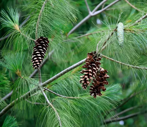 Eastern White Pine branches with long needles and mature cones.