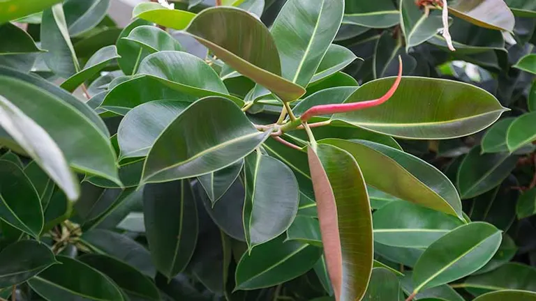 Close-up of rubber tree leaves with a new red shoot.