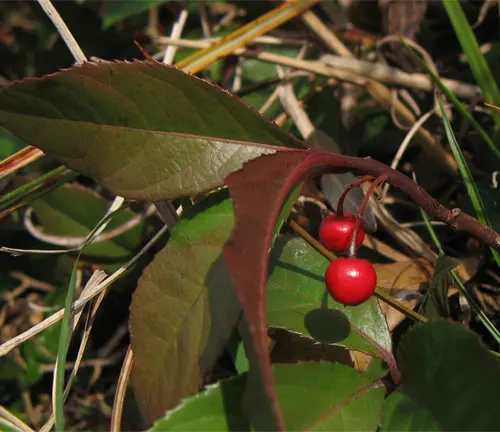 Red berries and dark green leaves of Ardisia Japonica.