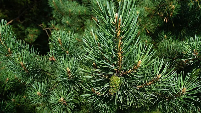 Close-up of Korean Red Pine Tree needles and green cone.