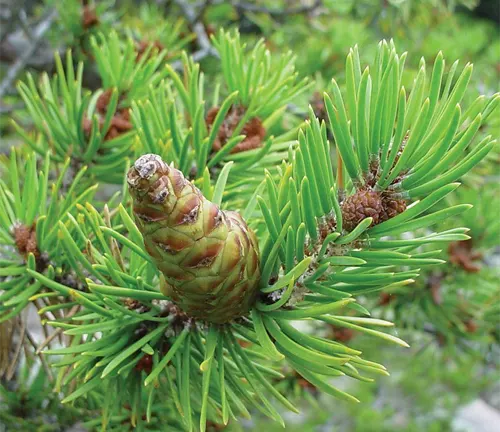 Jack Pine branch with green needles and an immature cone.