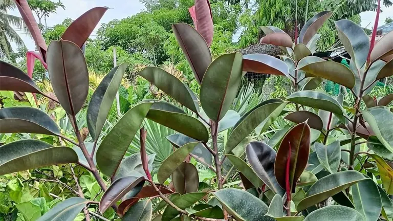 Rubber tree foliage with dark green leaves and red new growth tips.