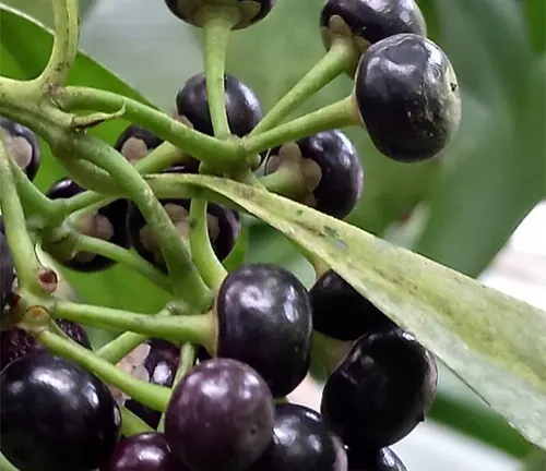 Cluster of dark purple berries on an Ardisia Polycephala branch.