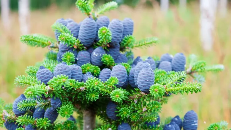 Close-up of Korean Fir Tree with vibrant blue-purple cones.