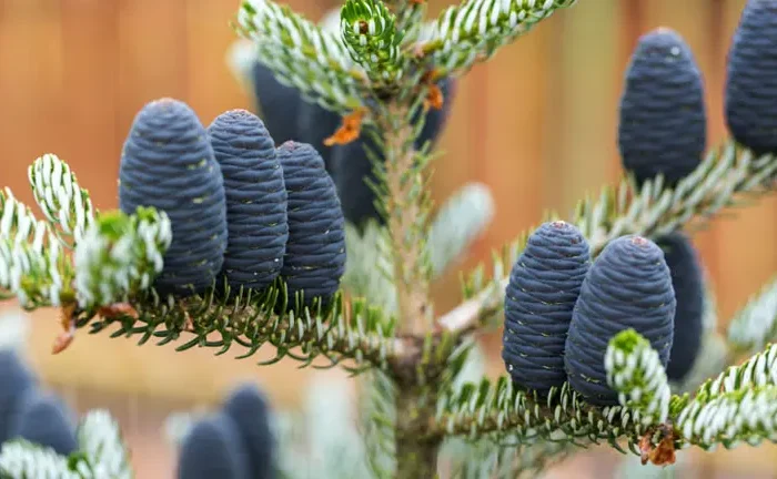 Korean Fir Tree