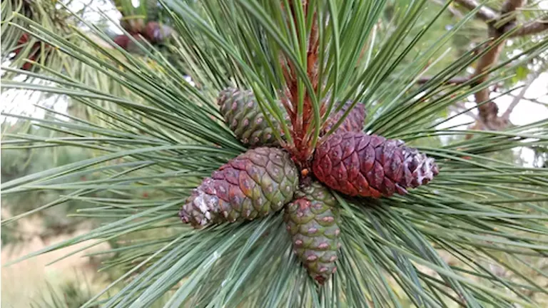 Close-up of Red Pine Tree needles with reddish-brown cones.