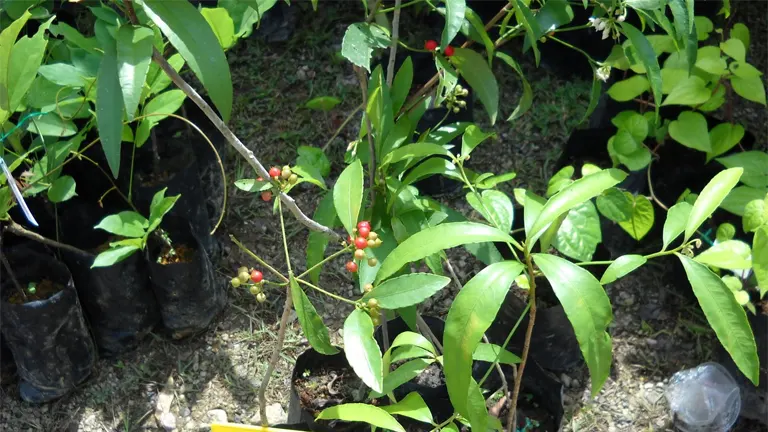 Young Mata Ayam Tree with green leaves and red berries growing in pots.