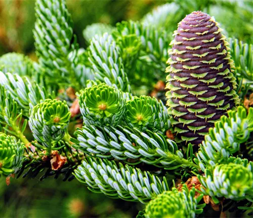 Silberlocke Korean Fir with curled silver-tipped needles and purple cone.