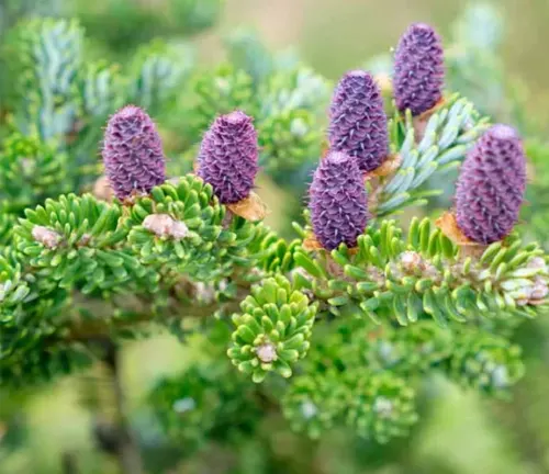 Compact Dwarf Korean Fir with small purple cones.